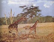 unknow artist The oppna terrangen am failing giraffe favoritmiljo Spain oil painting artist